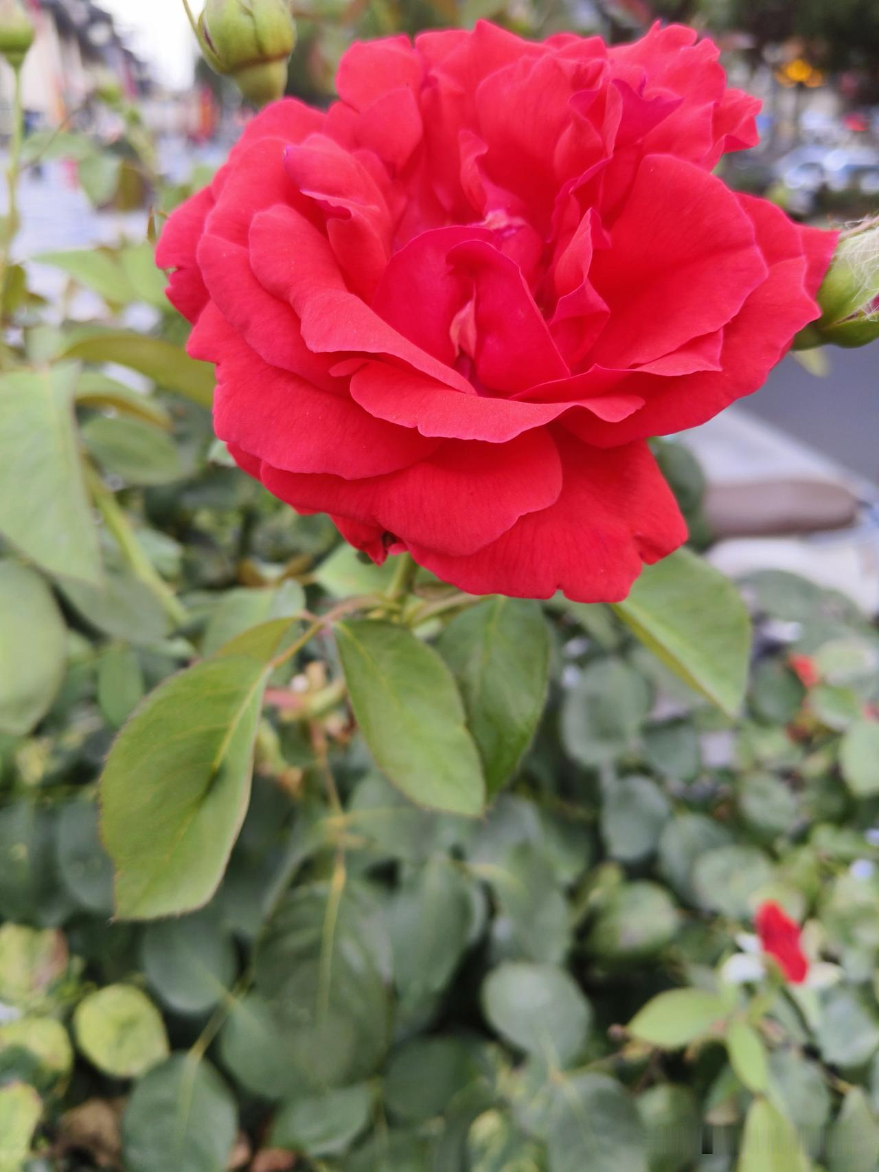 盛开的玫瑰，浪漫满园，美不胜收！🌹🌸