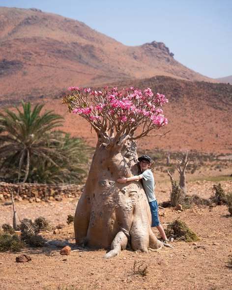 阿拉伯半岛以南，非洲之角以东的印度洋上的孤岛索科特拉岛的特有植物：索科特拉沙漠玫