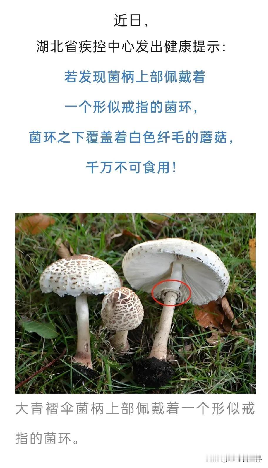 千万别吃，正值旺季，有毒！
现在已经进入梅雨季节，野生毒蘑菇进入生长旺季。其中，