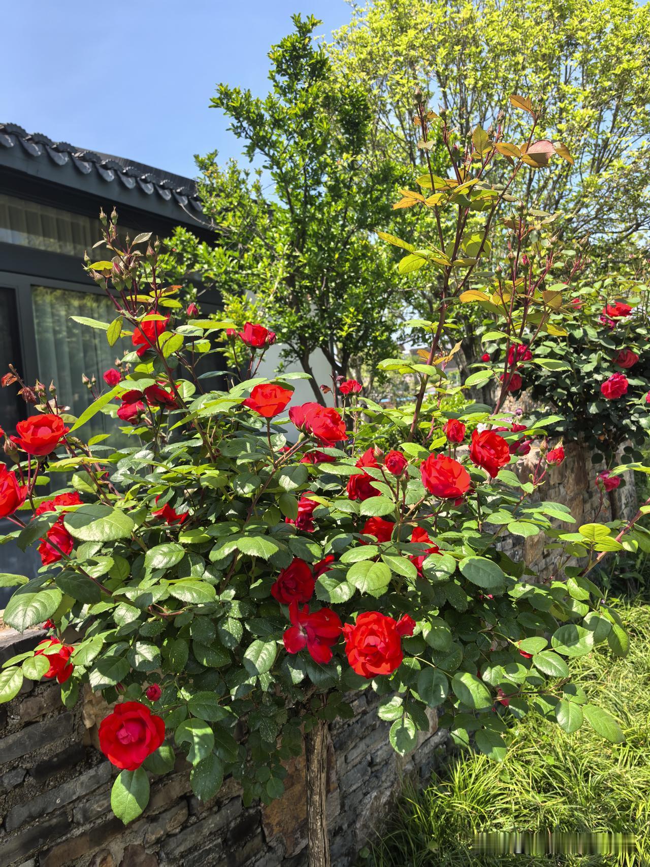 今天我们大家庭除儿媳加班外，一起到鹅湖玫瑰园游玩。五一的玫瑰园，满园花开正好，空