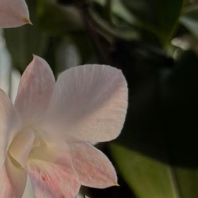 1900石斛兰 的核心种植方法：1. 栽培方式：1️⃣附生（模拟原生环境）：绑在