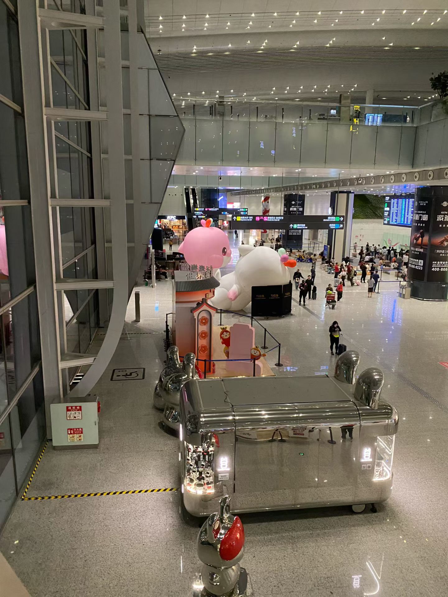 大湾鸡真是好正，有性格有生命力 