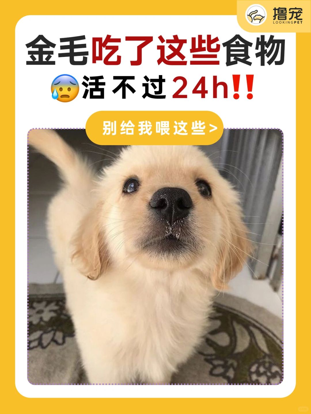 📛这些食物金毛碰不得‼️铲屎官快码住‼️