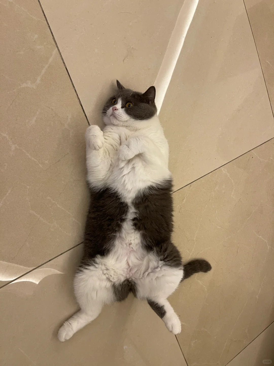 猫咪能有多妖娆？