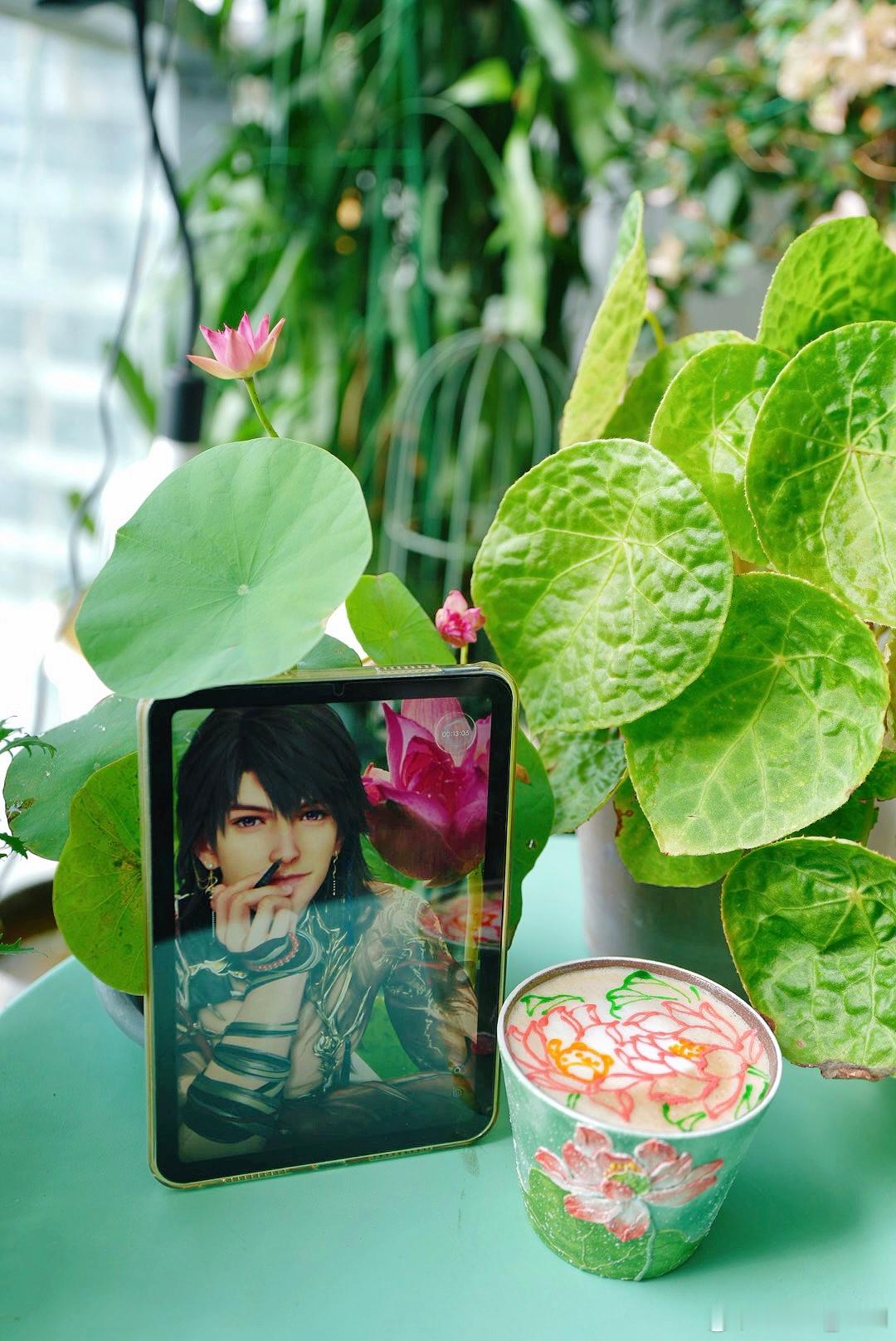 早 ݁₊ ⊹⁺ 𓈒🪷༻˚₊碗莲开花了🎉有请冥主哥👏🏻碗莲虽小，也是货真