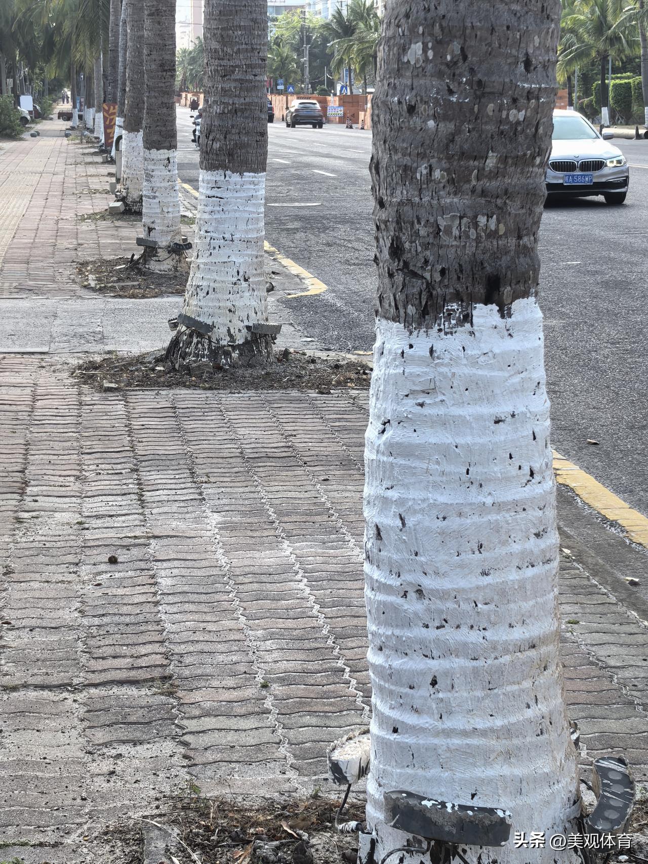 用椰子树作为行道树，并且在树的根部安装了美化街景的照明灯。