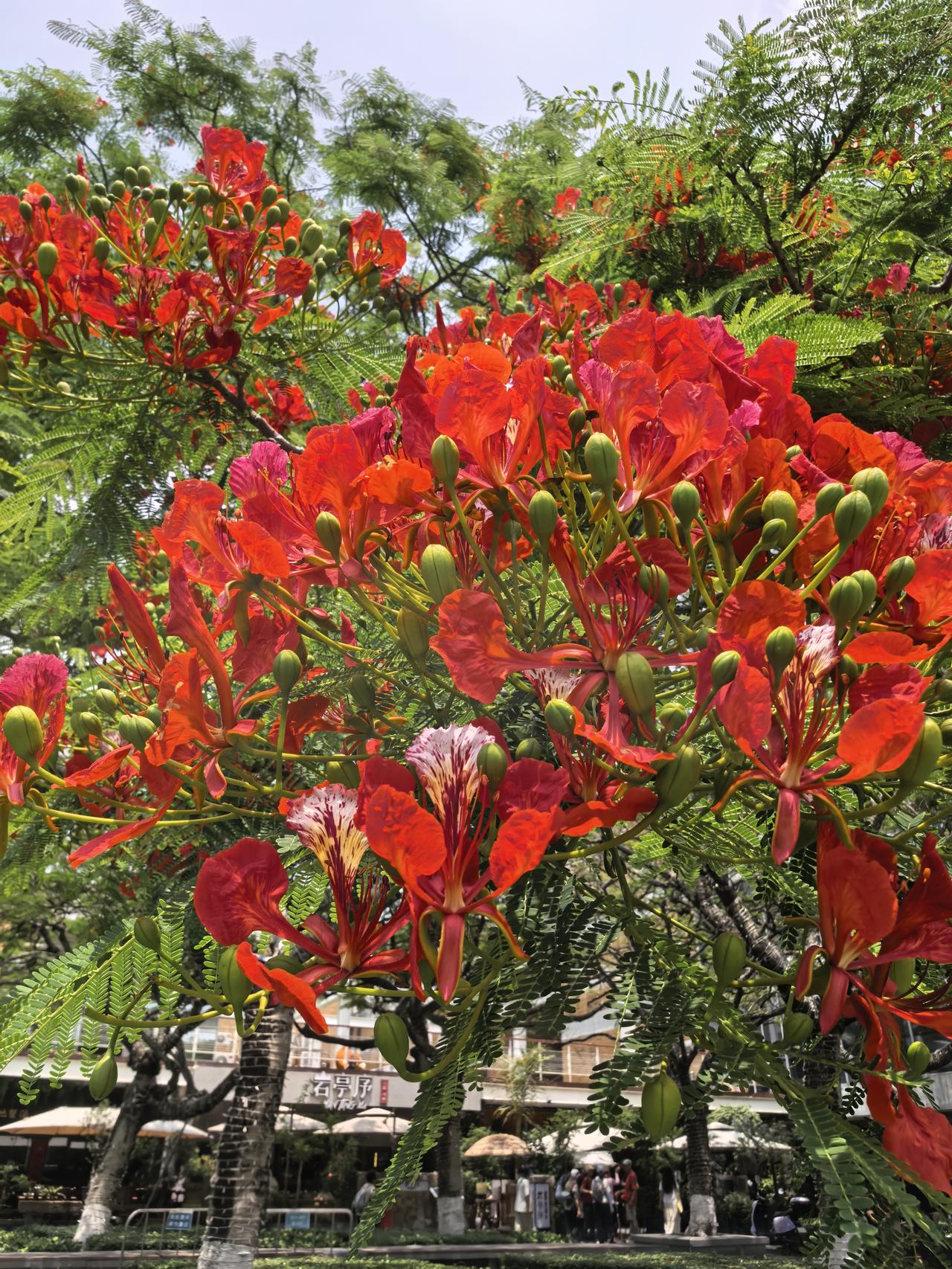 一路山色，随手拍一张风景照凤凰树花开，远观一团火，近看红艳艳。
