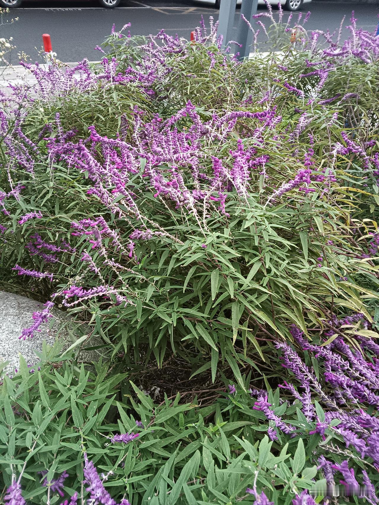 记录身边的美好霜降后，还有花开，是美好的倔强？