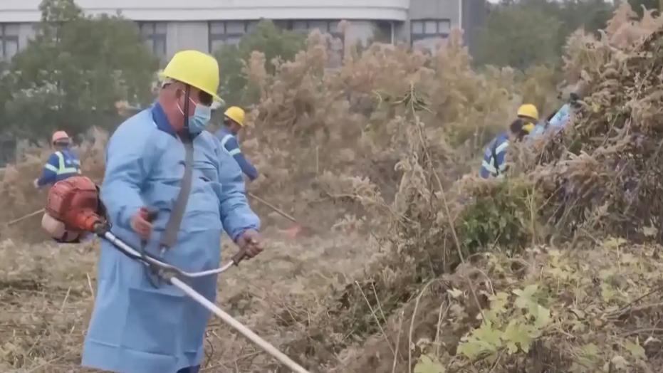 加拿大一枝黄花（Solidago canadensis）是一种外来入侵物种，具有