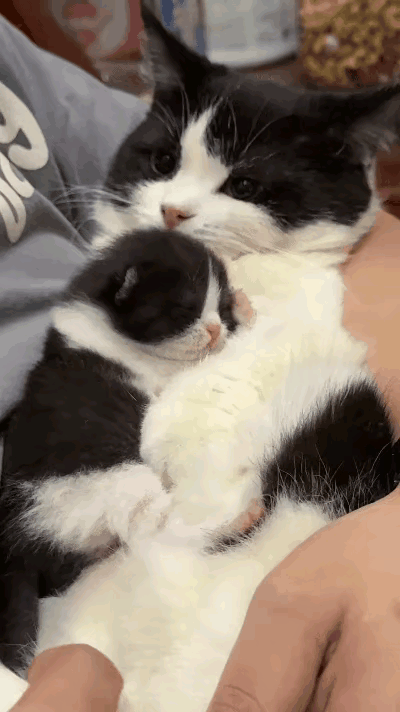 谁懂啊！这一幕直接把心都看化了，笑到停不下来！
 
主人怀里抱着圆滚滚的大胖猫，