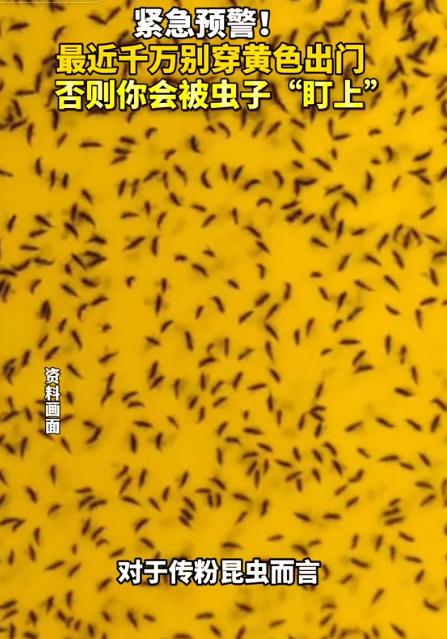 很多人可能都有过这样的经历，春天穿一件亮黄色的衣服出门，走不了多久，衣服上就会落