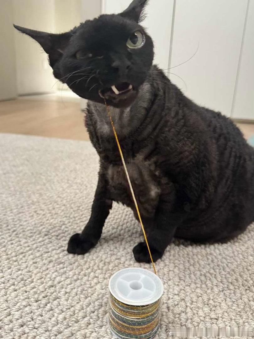 49441【丑猫】嗦面中 