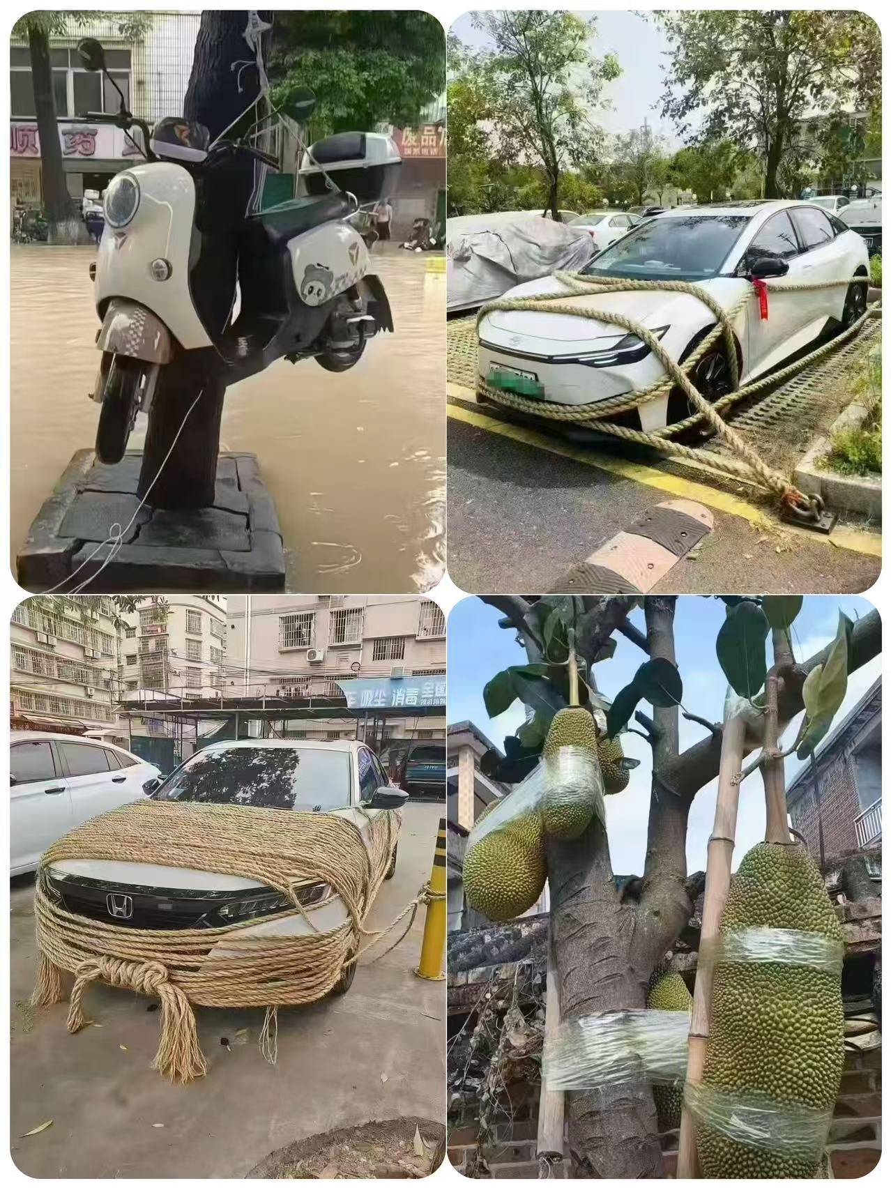 抗风王我们是认真的，树菠萝这辈子都没想到，主人这么怕它被台风刮跑了，还有严防死守
