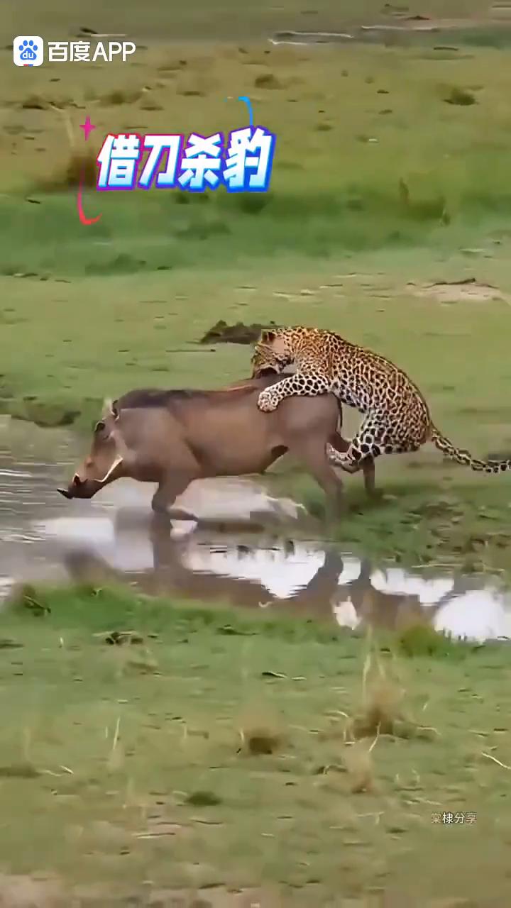 二师兄学过孙子兵法：借刀杀豹。
艾棣分享。