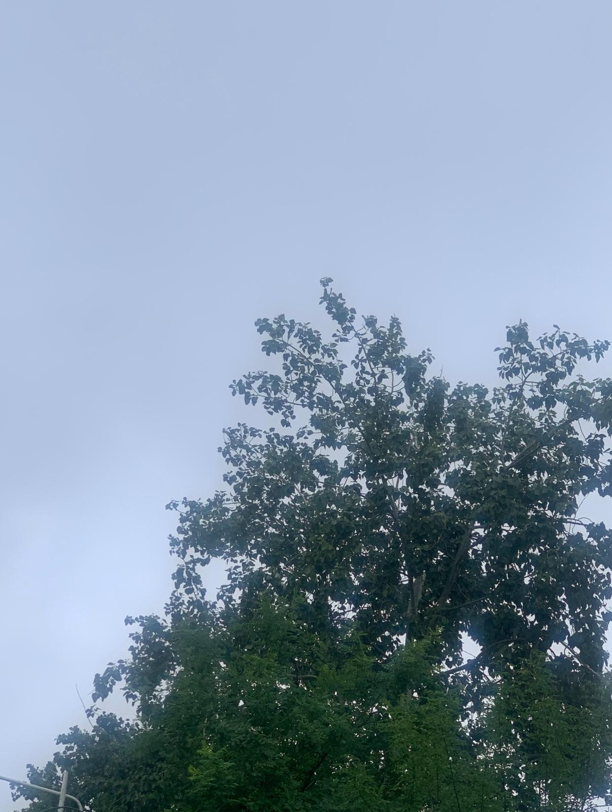 今天又下了一天的雨，都晚上了还在下，这雨不慌不忙慢悠悠没有停的意思。今年这是怎么