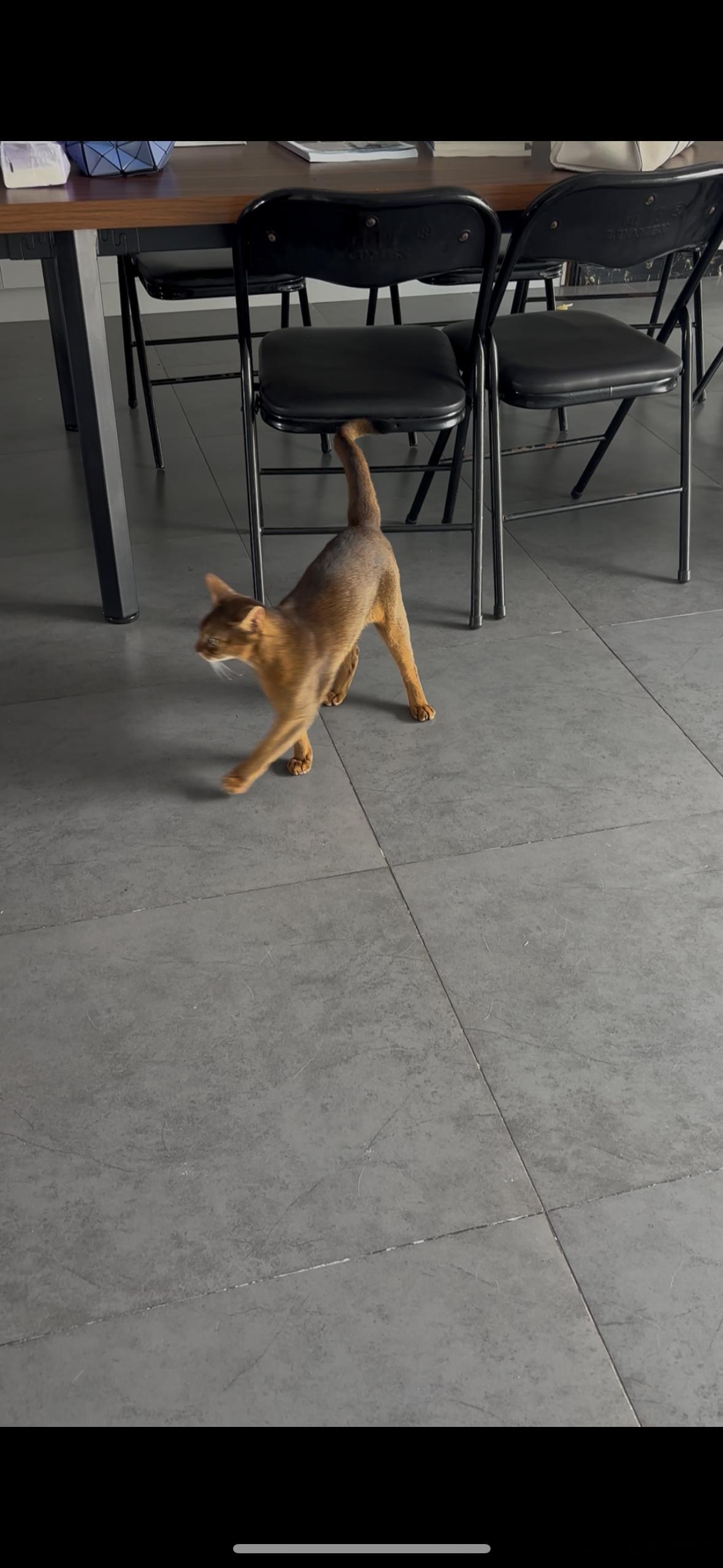 小猫咪来啦 ​​​