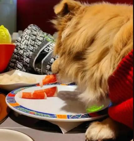 北京王爷府南门涮肉石榴园北里店的错误在于：发现狗狗上桌用餐后，并未立即采取措施停