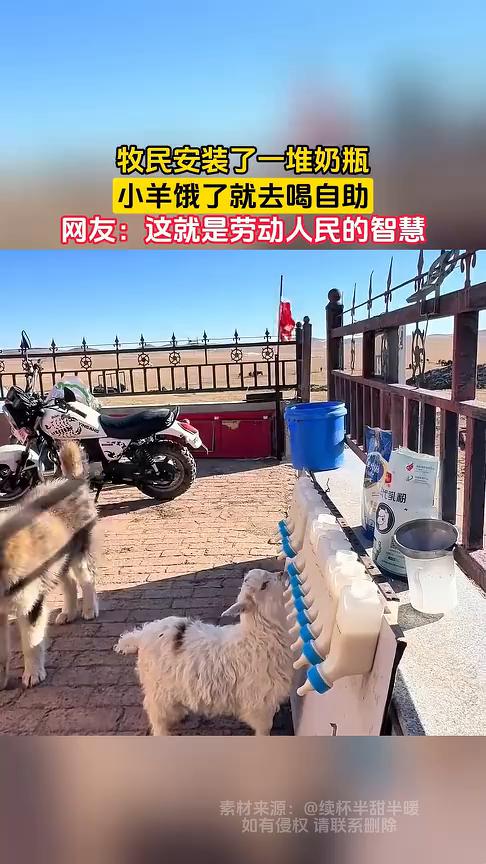 牧民安装了一堆奶瓶，小羊饿了就去喝自助。网友：这就是劳动人民的智慧。
4月23日