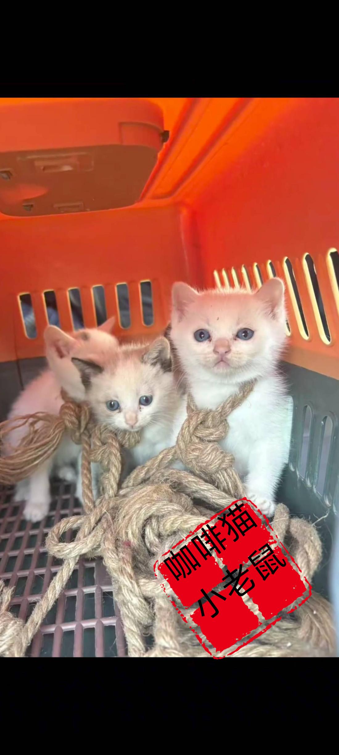 这位大妈简直太可恶了，竟然将街头的流浪猫或是别人家圈养在门外的家猫，当做是自己的