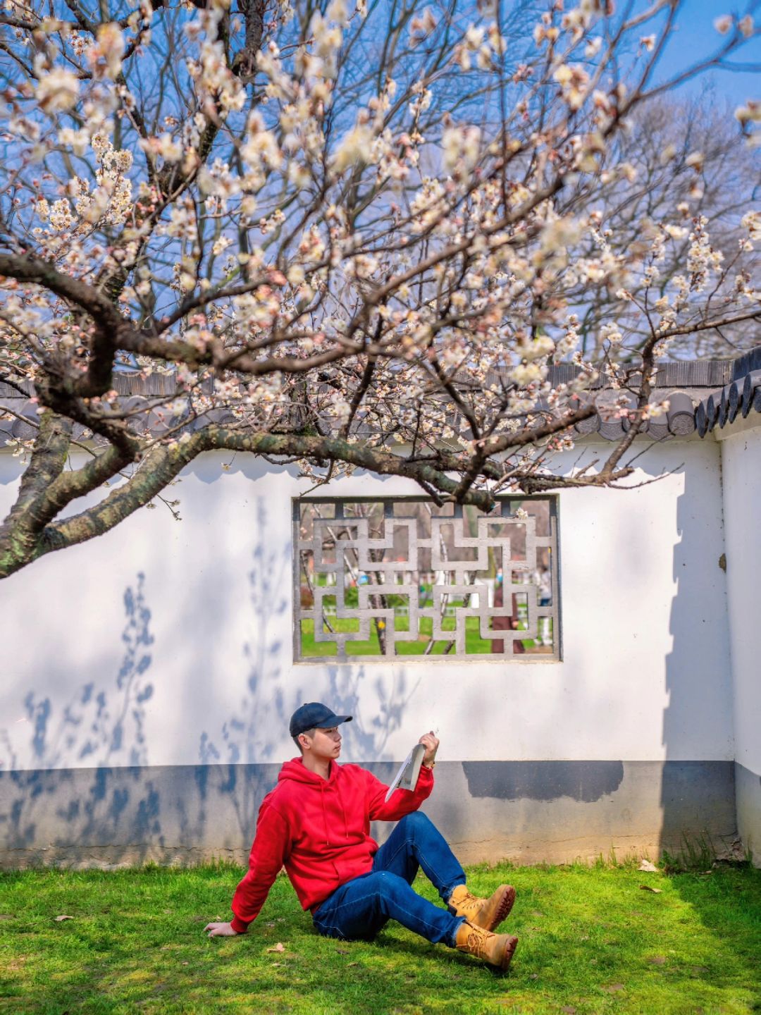 美疯了‼玄武湖樱桃花已经开爆了🌸附地图