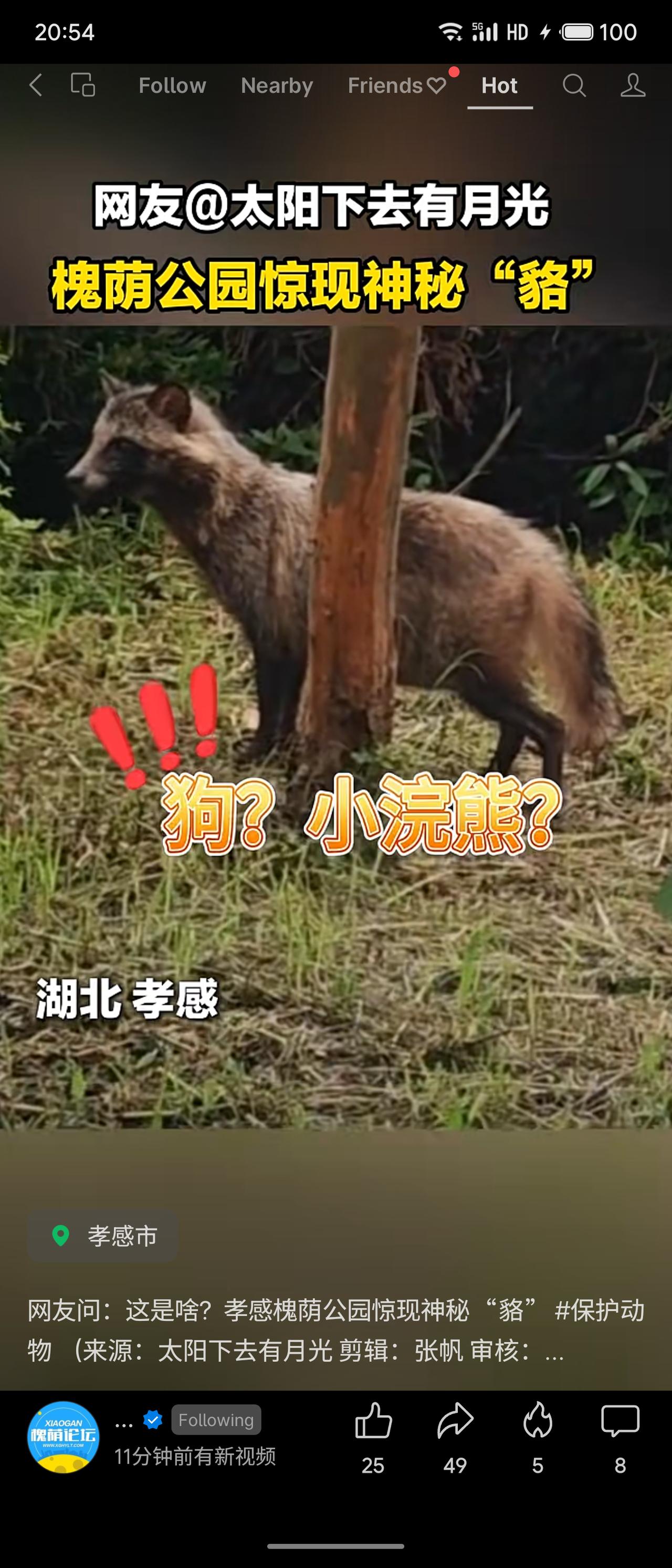 湖北孝感槐荫公园惊现“貉”，属国家二级保护动物。通常不主动攻击人类，遇时应保持冷