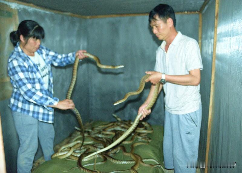 蛇进家不是祸，是救了老娘一命
常言道：“蛇进宅，必有事。”这事儿听着邪乎，可若是
