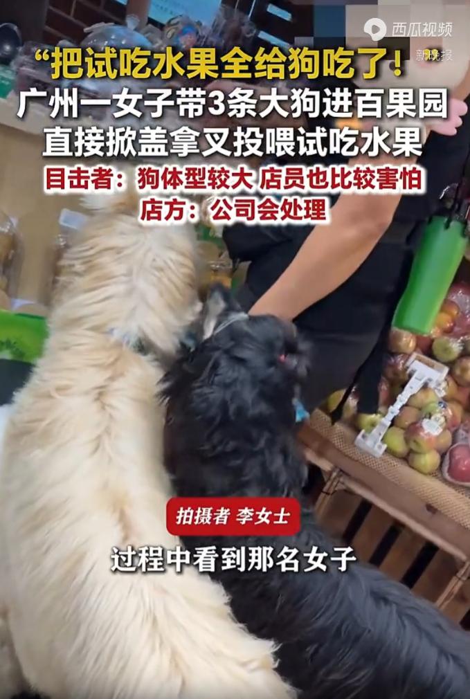 广州，一名女子牵着三条体型较大的宠物犬进入百果园门店，不顾公共卫生和他人感受，私