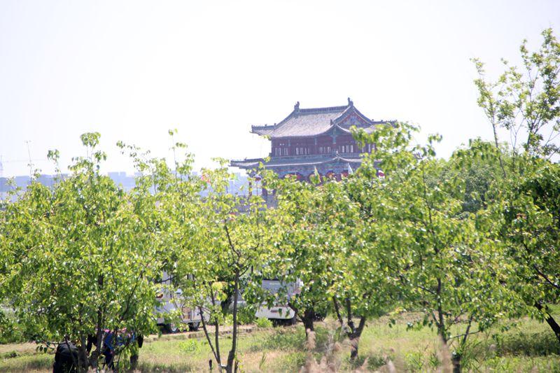 七绝‖谷雨古城吟
古城巍峨鹭翩跹，
芍药花开展美妍。
谷雨苍葱芦苇秀，
忽然月季