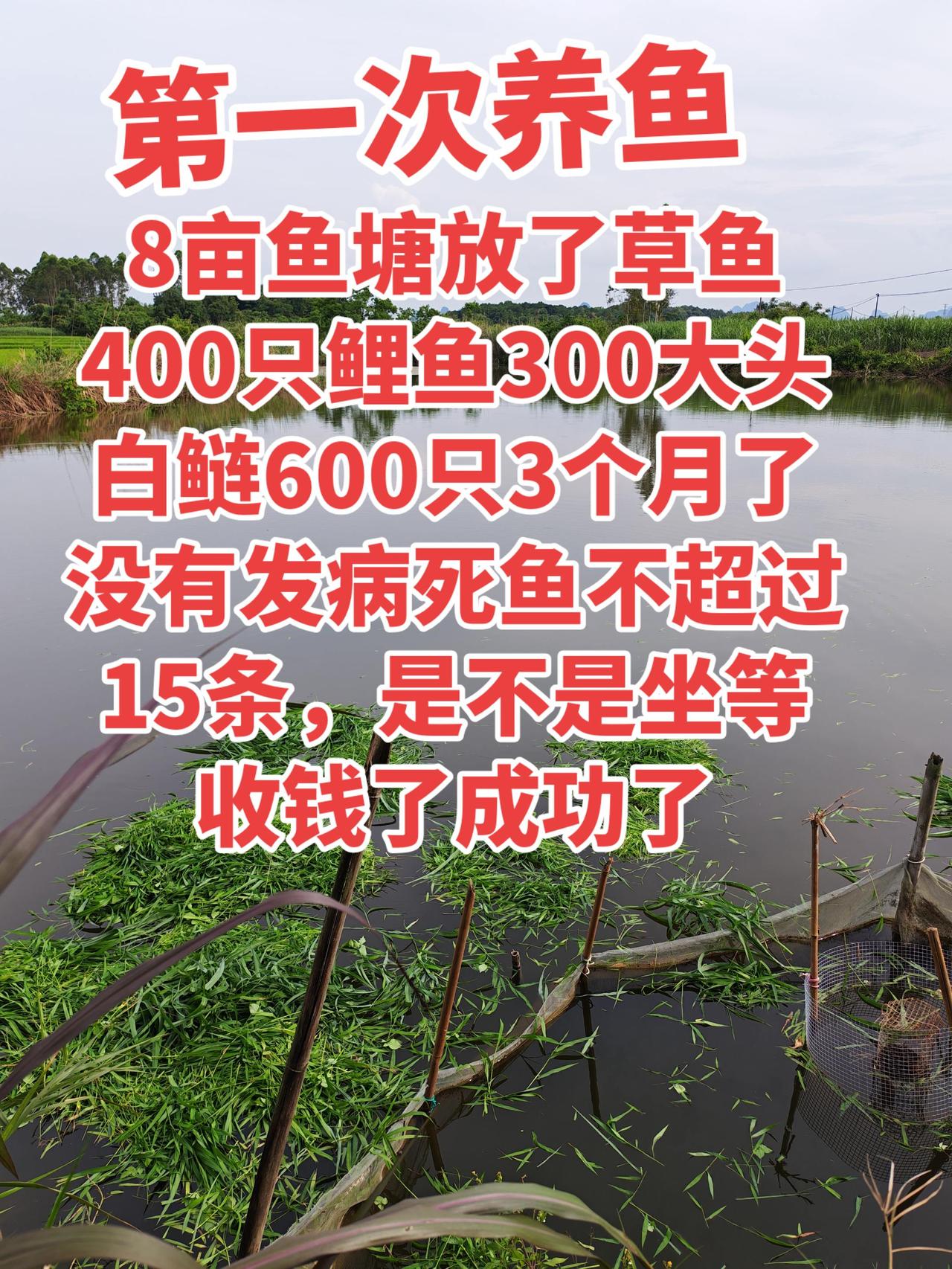 养鱼差不多三个月了，死鱼不超过15条。已经算很成功了养鱼养鱼日记 自然水域野钓 