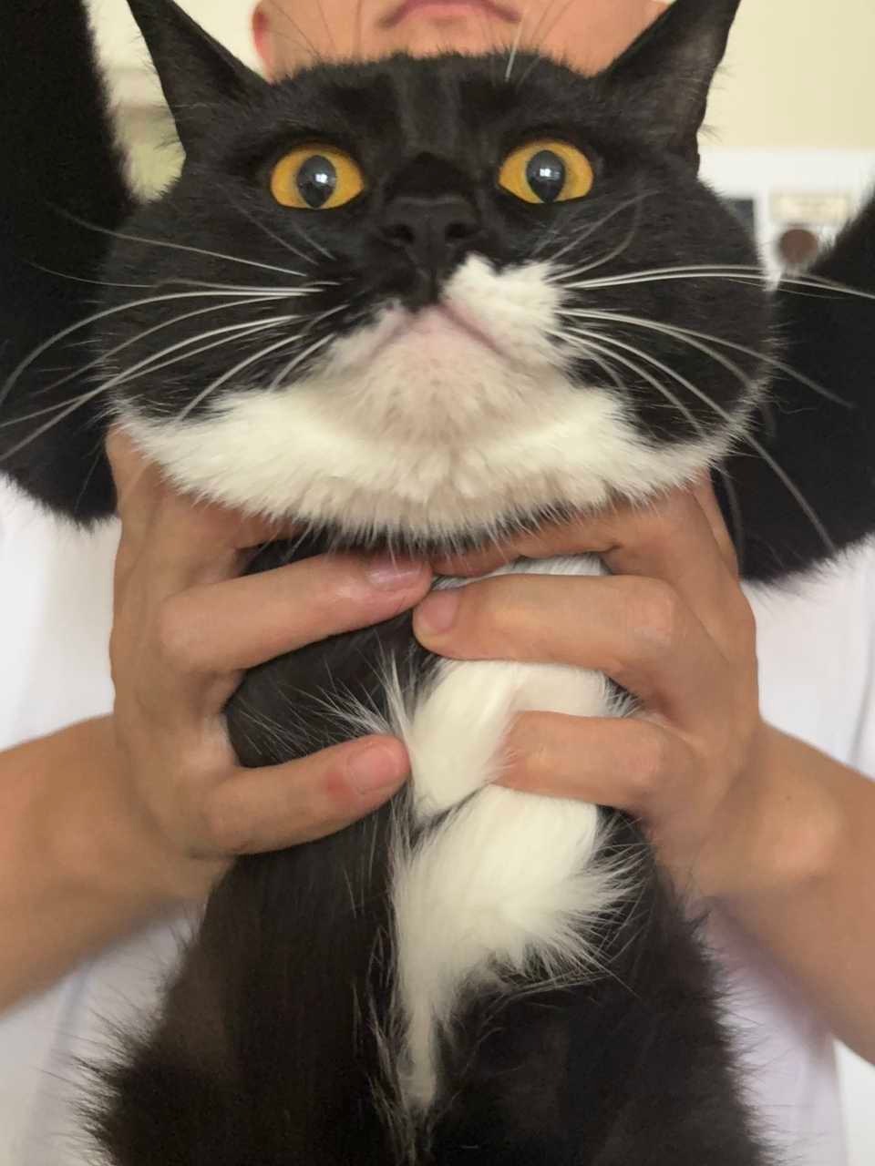 有什么话您可以和我说，我代表我的仆人。daily奶牛猫 （投稿：） 