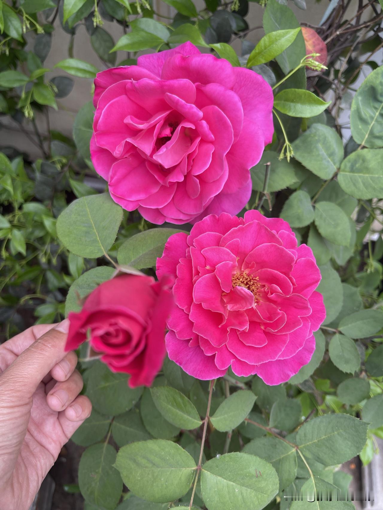 最近我妈给了我一棵月季花
这月季花就像是应着这好时节来的。它是玫红色的，不像大红