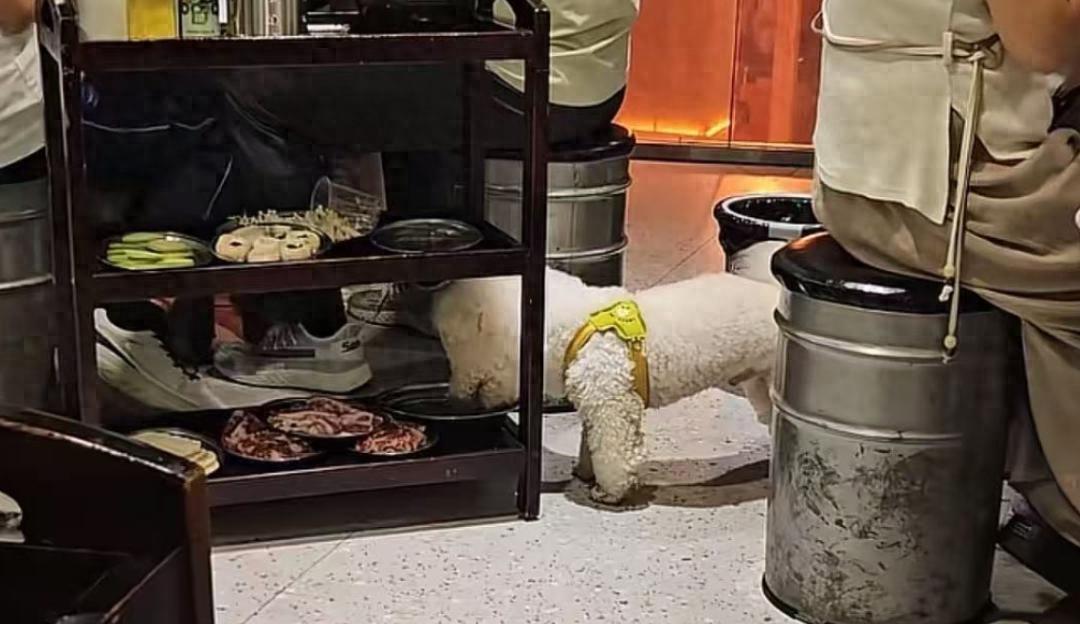 十几秒吃光一盘肉！顾客带宠物狗进烤肉店偷吃餐食，现场无人及时制止！

外出就餐本