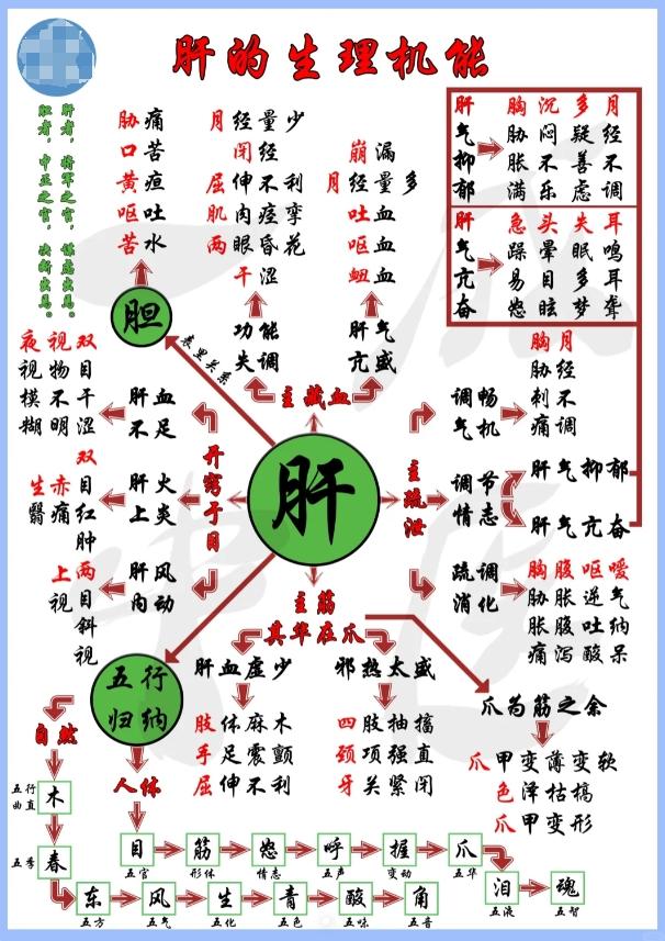 知道肝是干什么的，你才能更好去养肝
在中医眼里，肝脏是一个部位，主要有两大功能，