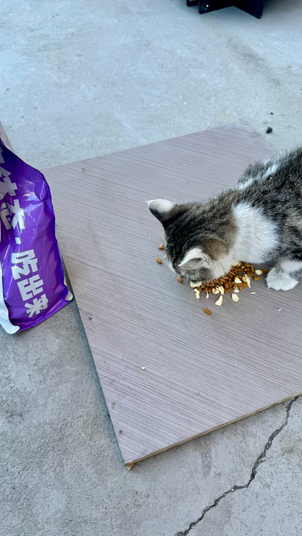 走哪儿喂哪儿，随身就是猫粮多～[奶牛猫] ​​​