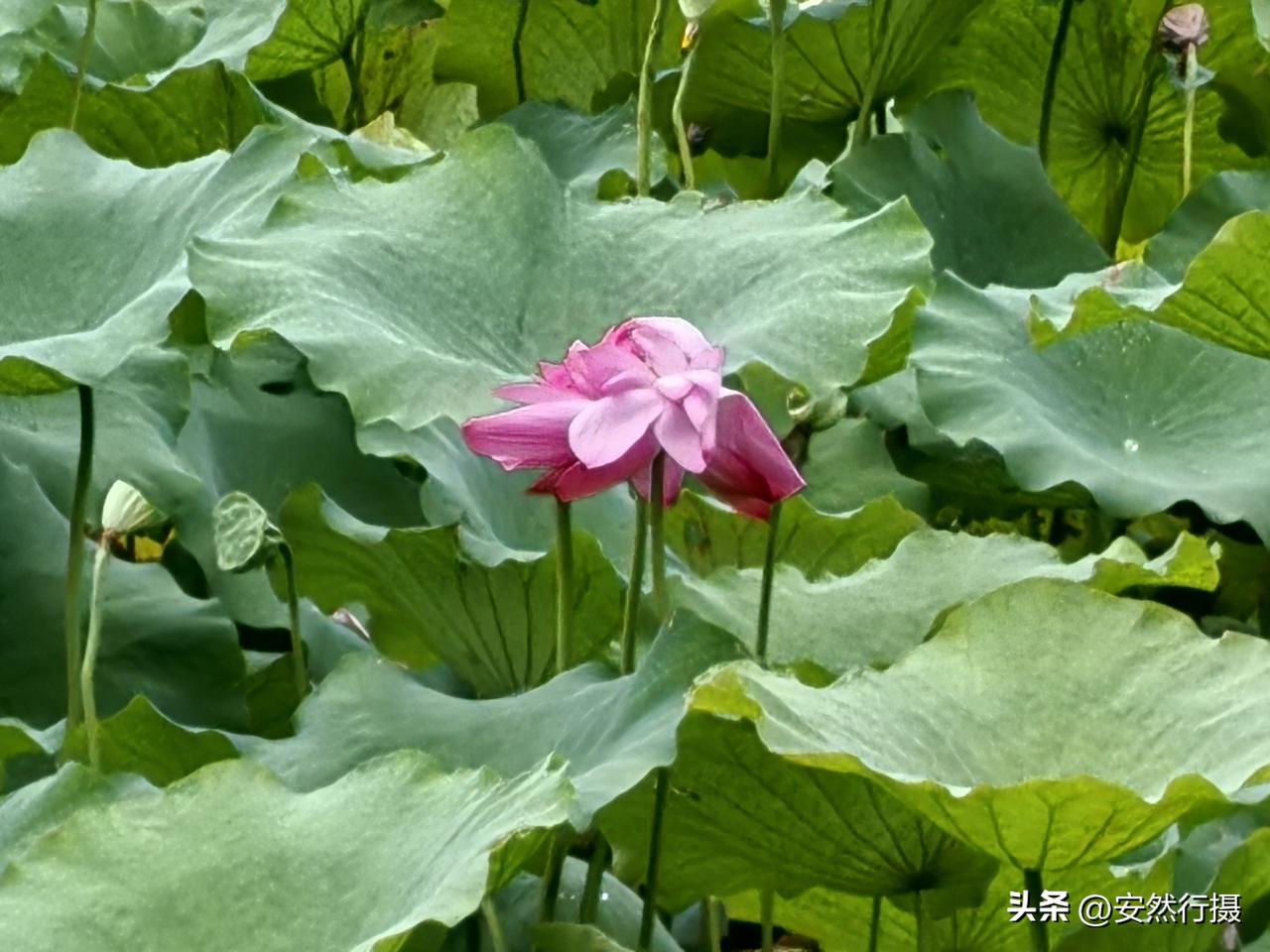 龙潭公园荷花