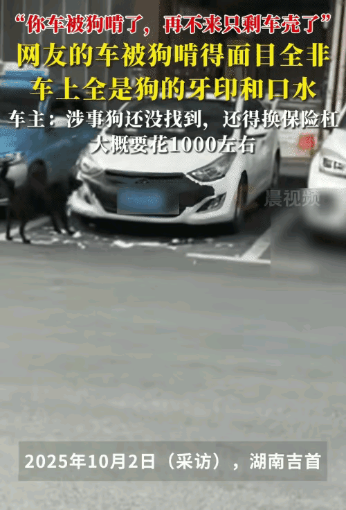 睡一觉车被狗啃成“乞丐版”！吉首女子的遭遇，所有车主都该醒醒了
 
今天刷到个离