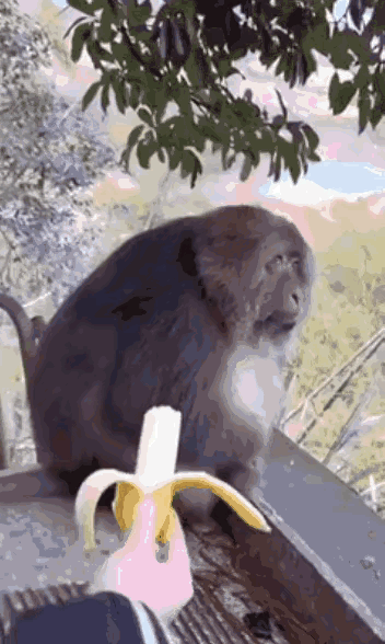 图一：猴子：你什么档次啊？拿根香蕉就想喂我？耍猴玩是不是？
图二：天气太热了，套