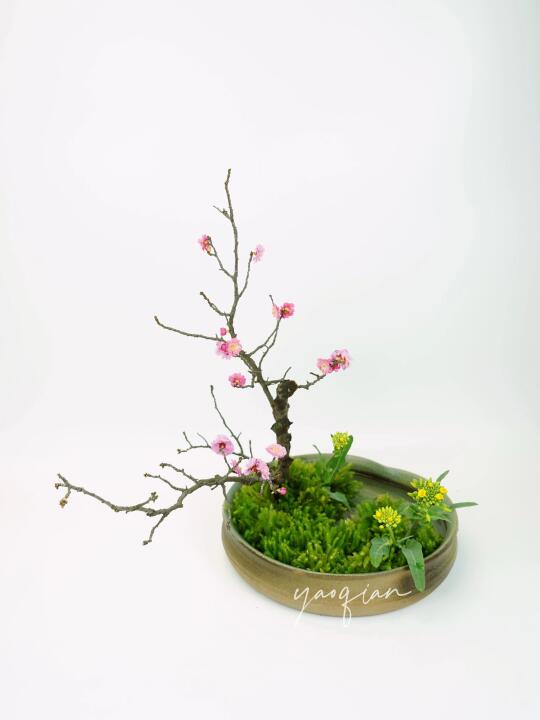 春天一树红梅开