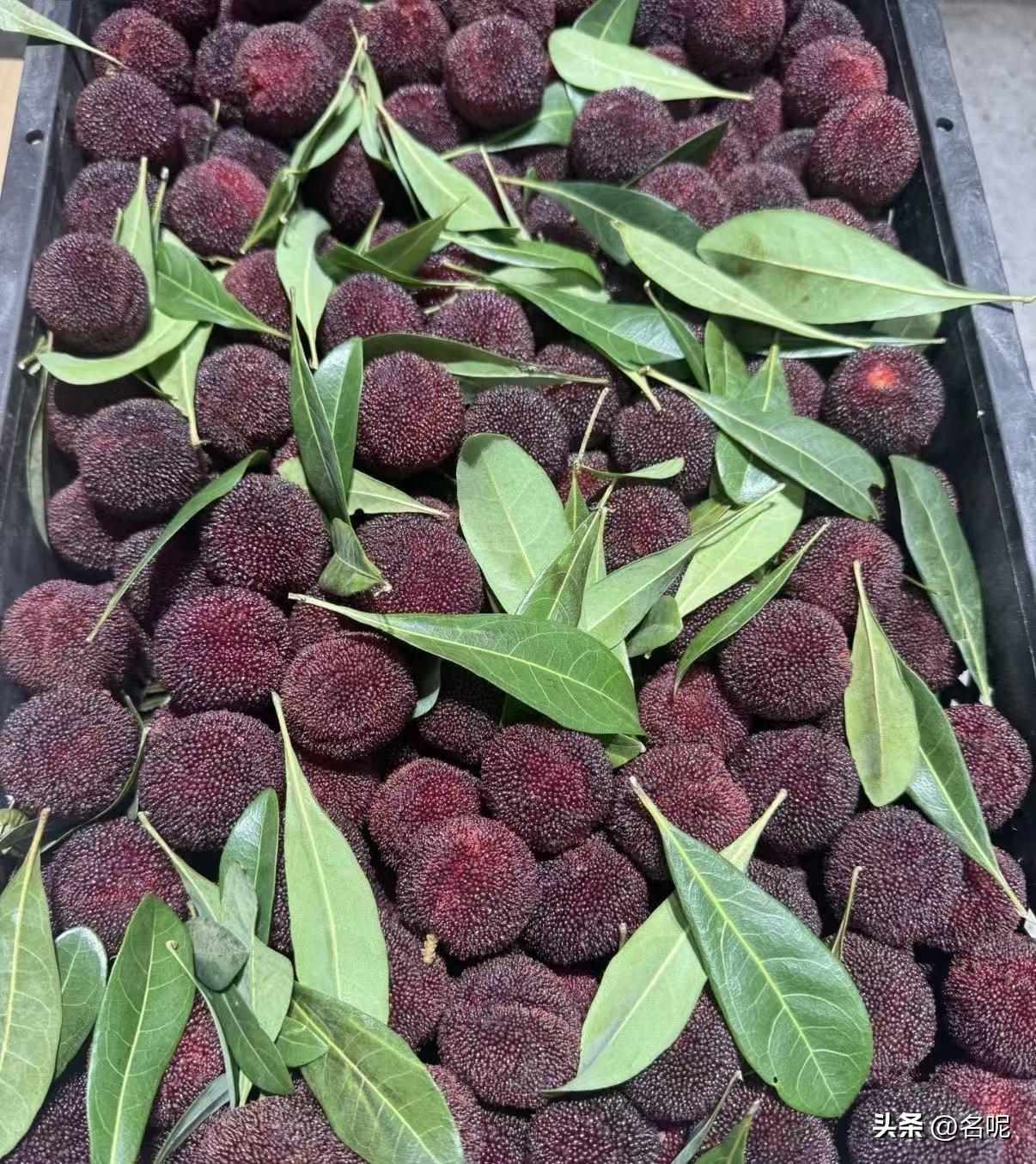 今年温州杨梅价格好便宜啊，这个头，菜市场竟然才卖6元一斤。但是这么便宜，我还是不