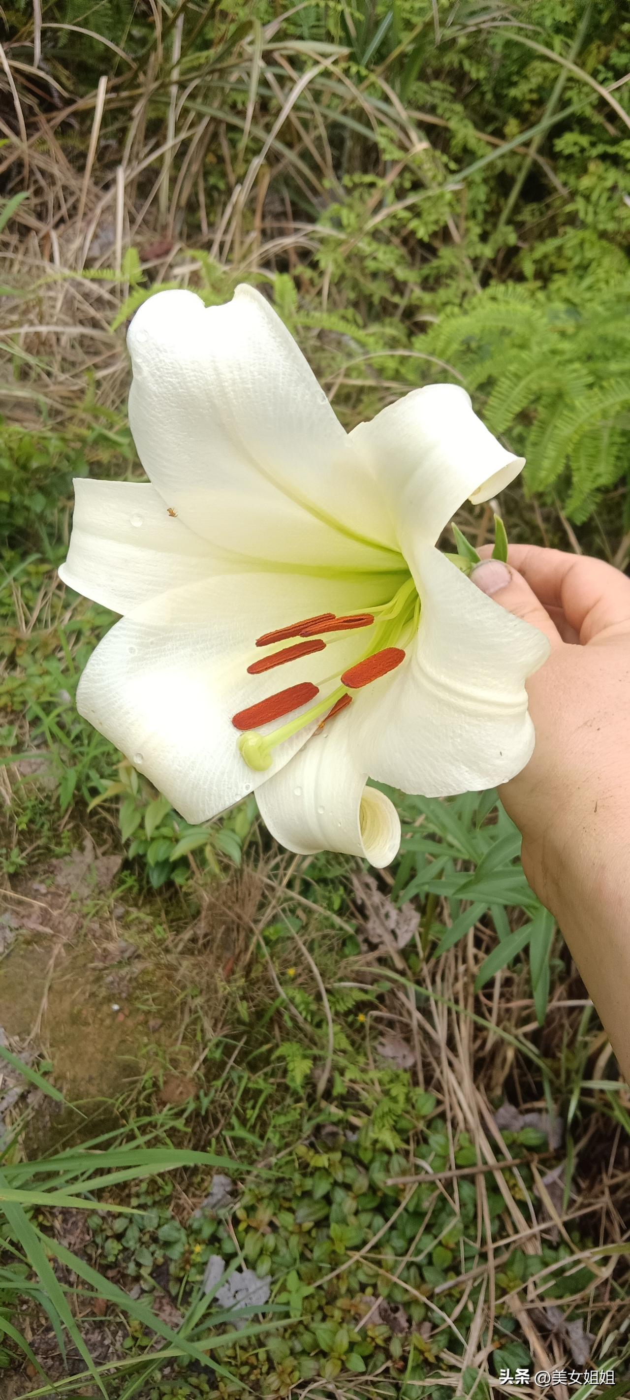 清晨的露珠，娇艳的百合，自然之美尽收眼底。🌸💦