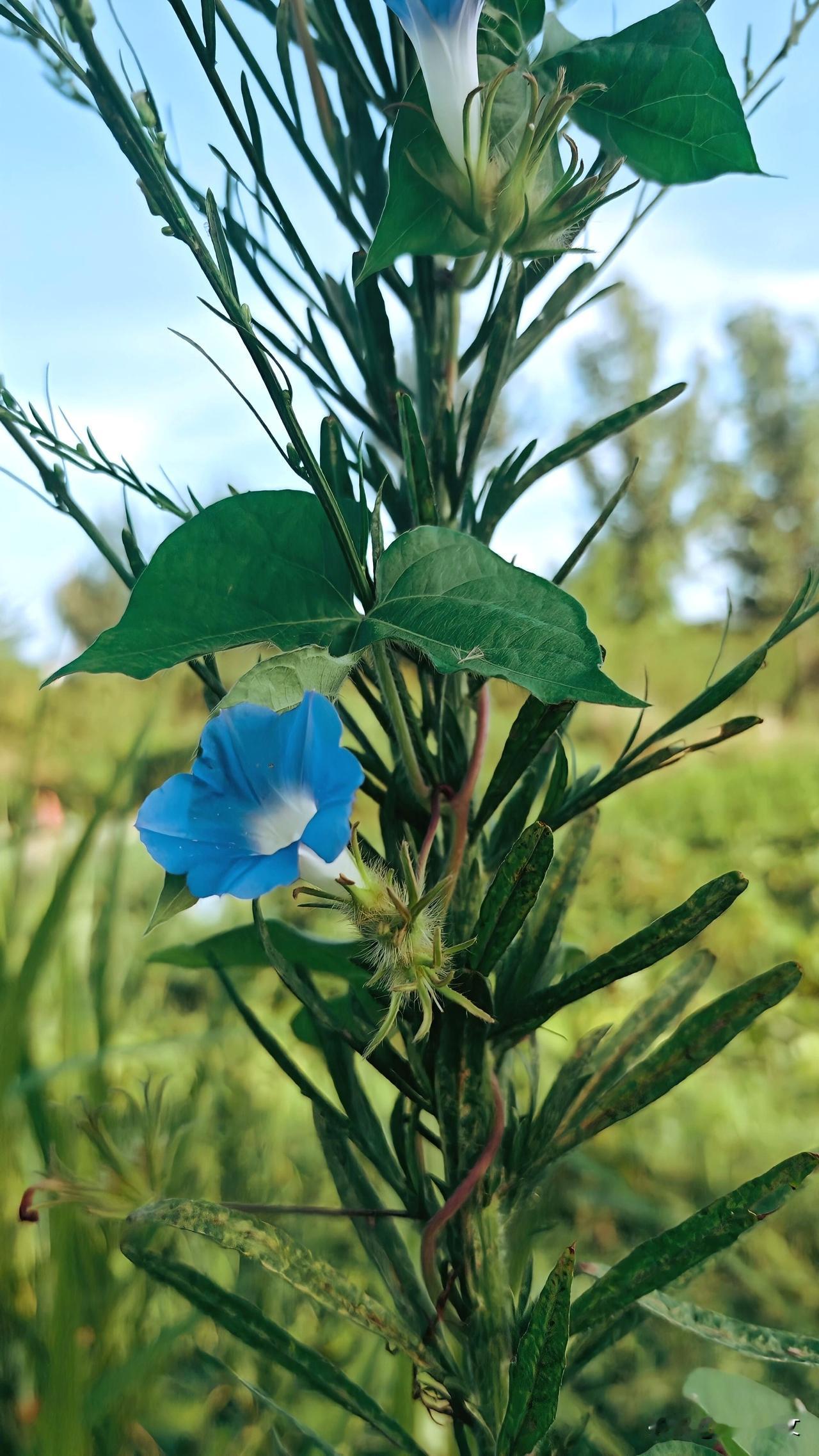 夏日生活打卡季蓝色牵牛花