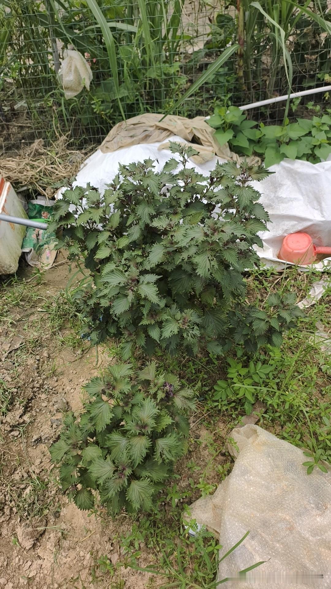 朋友在龙东租了一块菜地，最近她回老家了，让我过来摘菜，驱车十多公里，摘了半斤不到