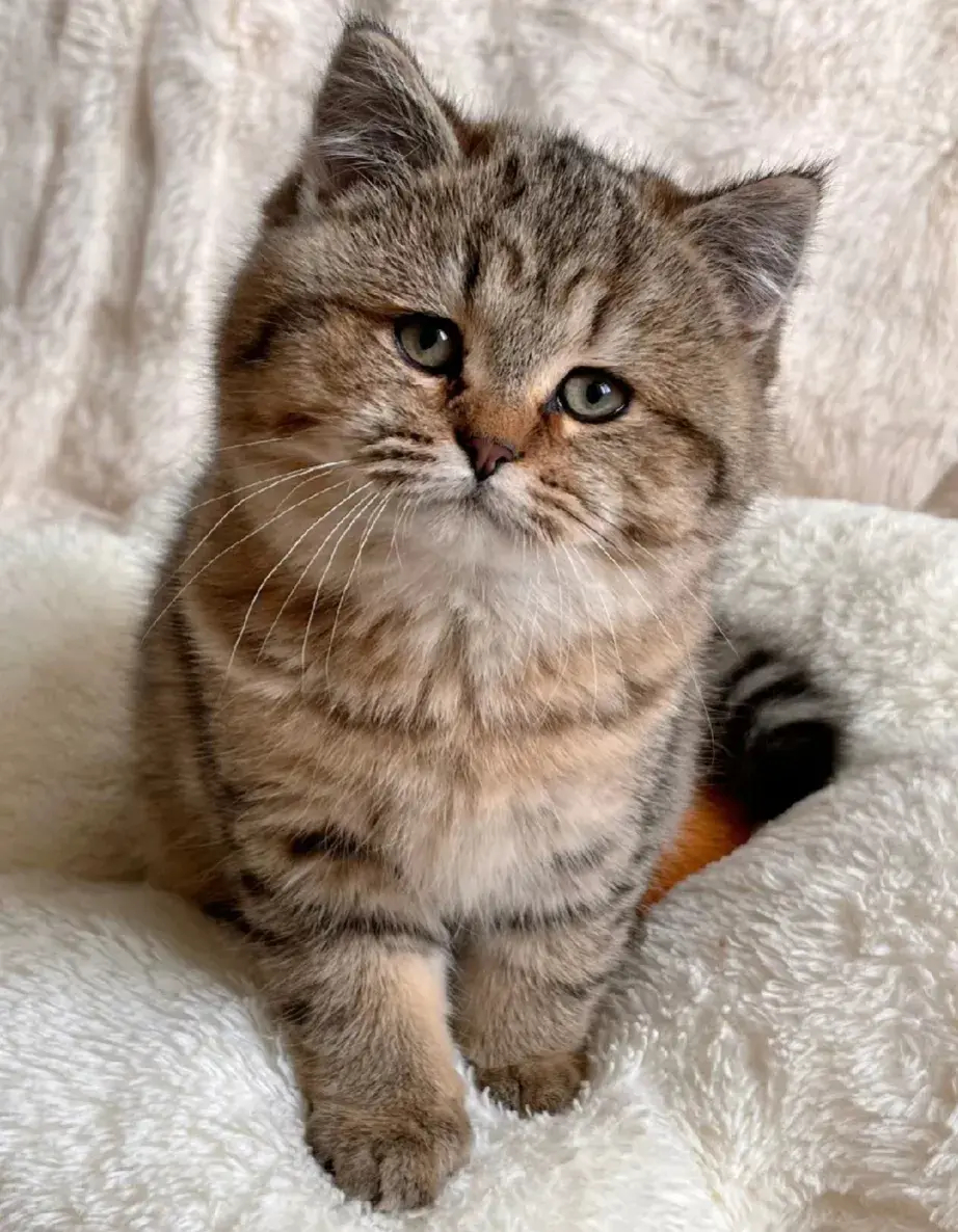 可怜巴巴，想讨好你[飞吻]​​​