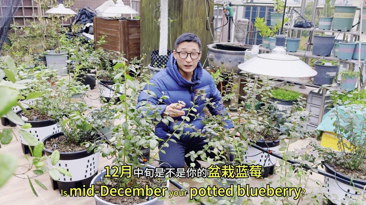 5℃以下盆栽蓝莓怎么养？1️⃣促花芽分化：
-树形好、枝条茂盛且木质化程度高的蓝