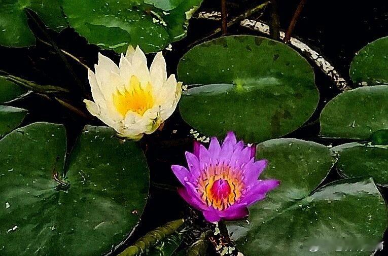 《静止的池塘》风停在水面，睡莲花漫过了时光——一片白，一片粉，像未读完的信笺，轻