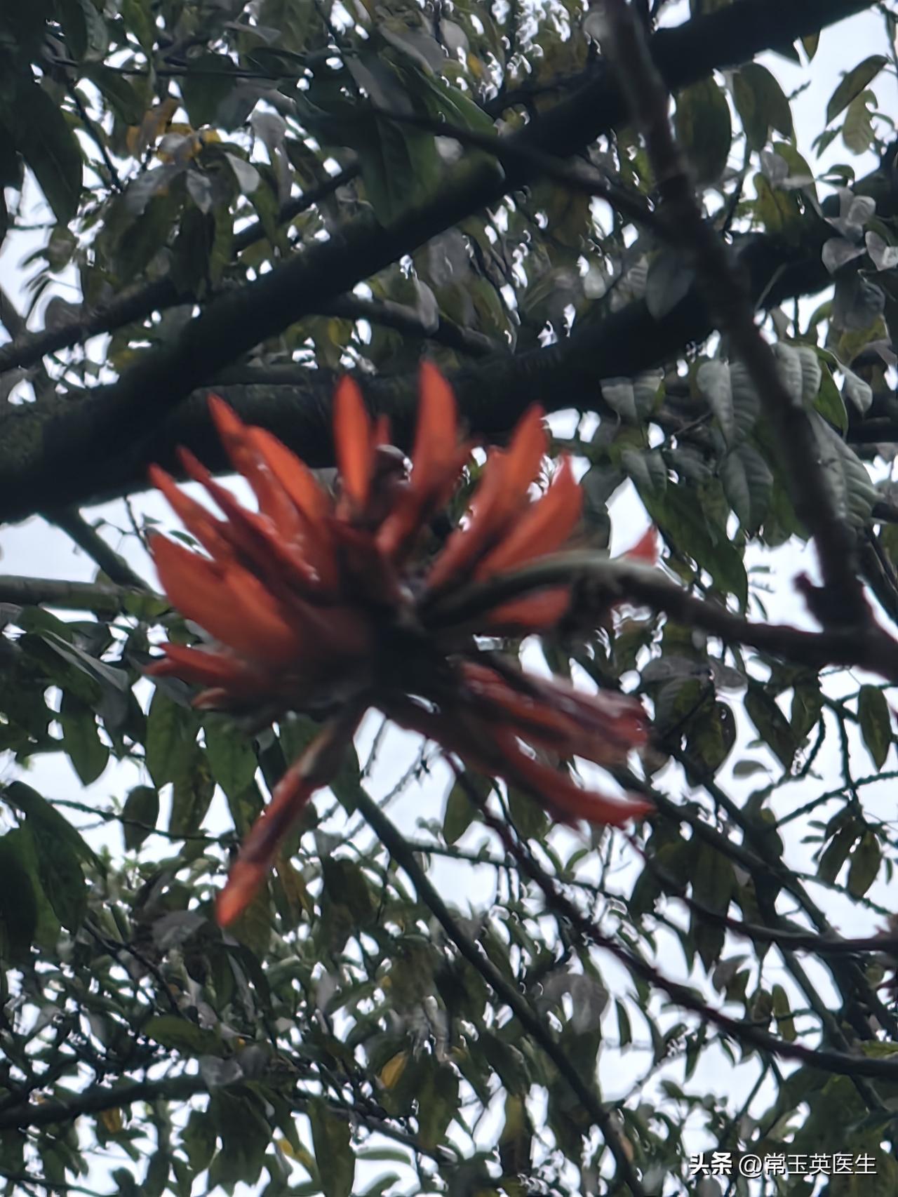 象棋 老爸喜爱下棋，他不仅教会了妈妈，还教会了几个孩子，甚至连孙子也跟着学会了。