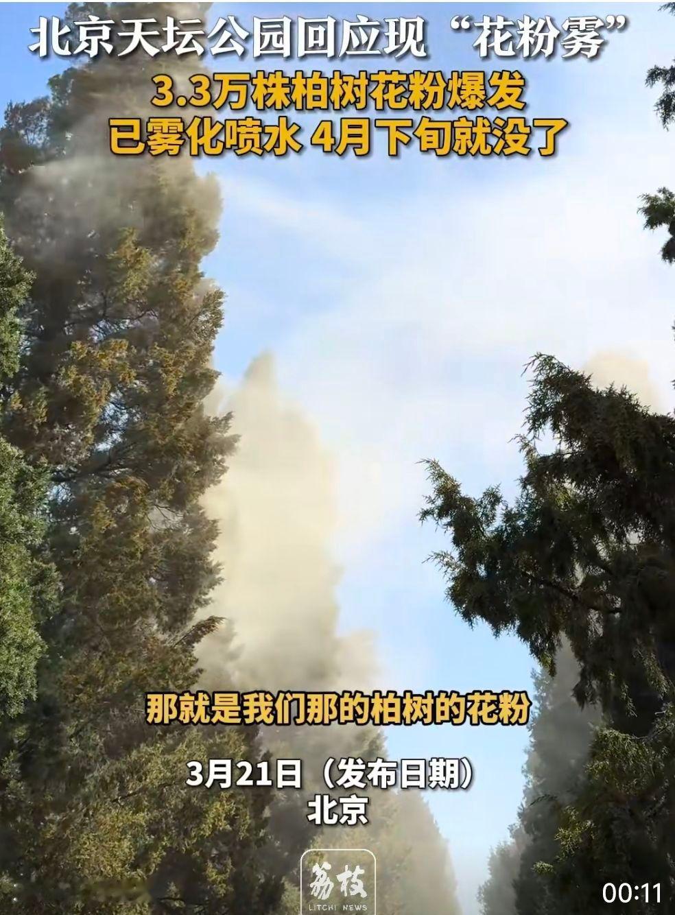 北京天坛公园3.3万株柏树花粉爆发这种浓度，光看视频都觉得鼻子痒痒的[允悲]不刮