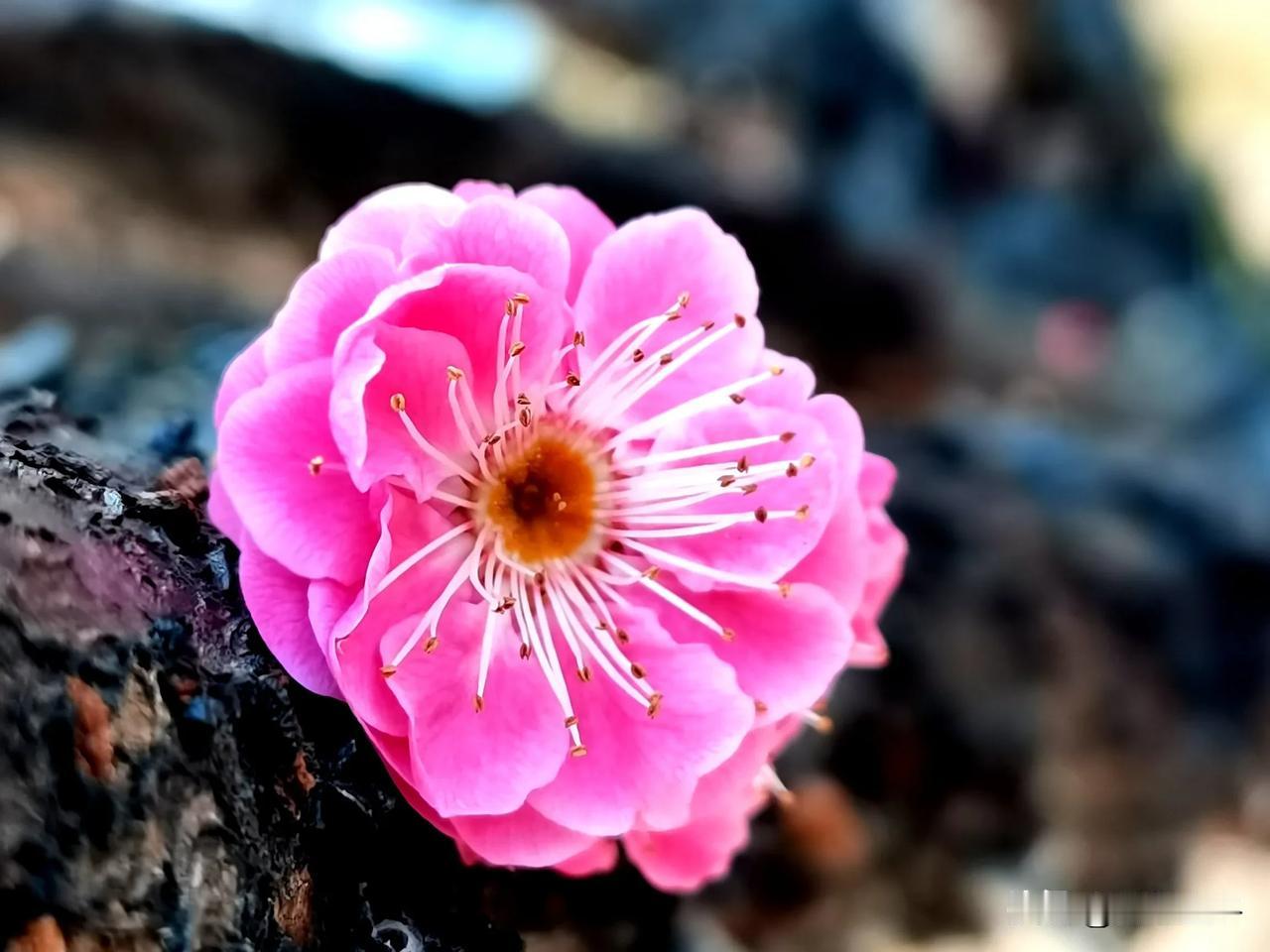 《独绽》
在黝黑枝干的臂弯，
一朵粉梅独自灿烂。
那如霞的花瓣，
是春天偷藏的梦