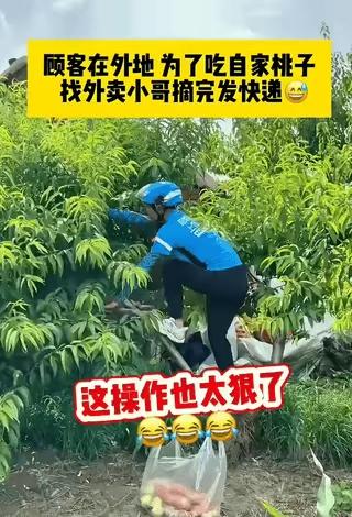 “笑不活了”！有位男子人在外地，一直惦记着老家果园里成熟的桃子，特别想吃，可自己