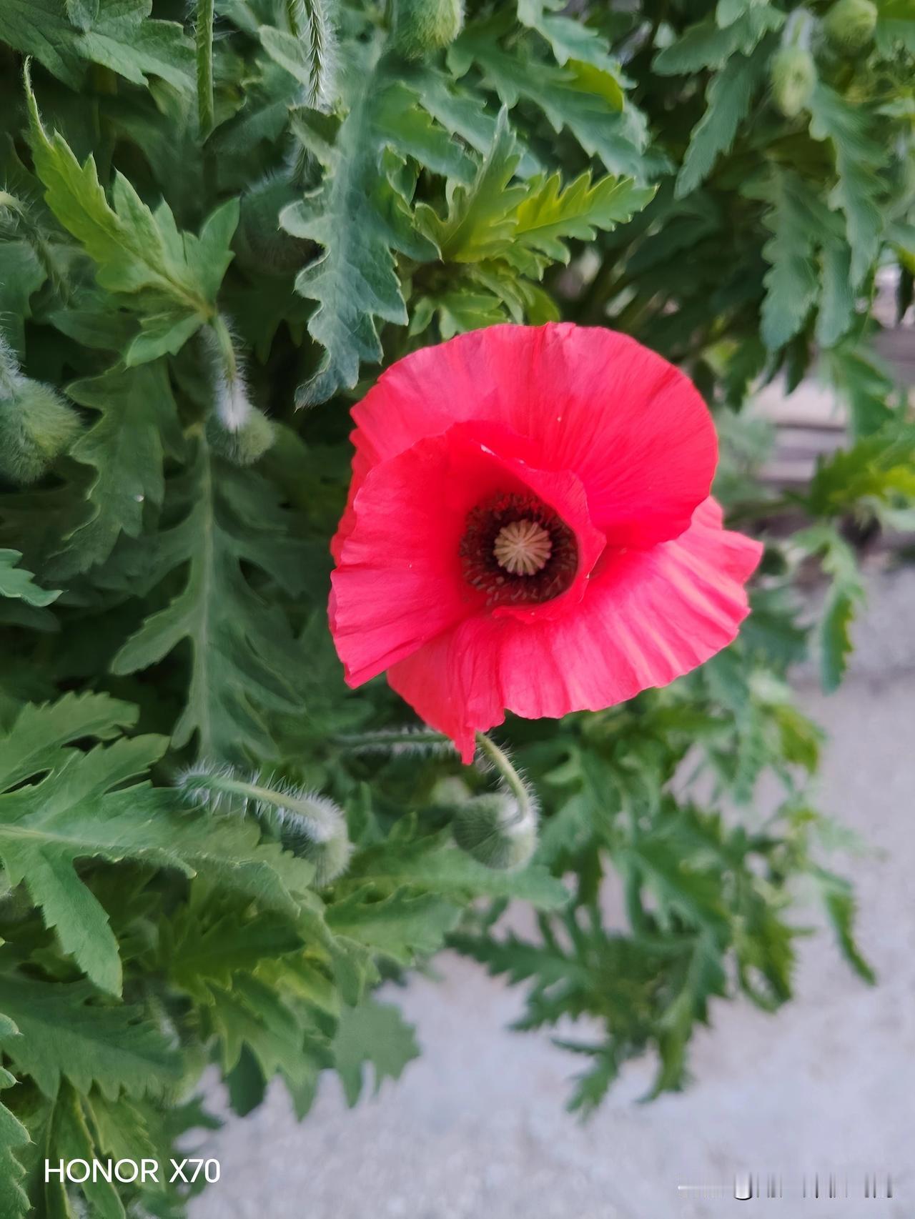 这丛花是路边自生自长的野花，完全没特意照料呢，是不是看着特别漂亮？